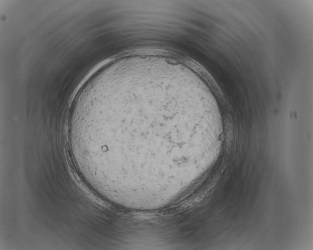 X0000081490852200702100028