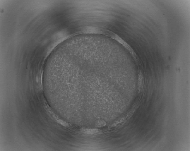 X0000081490886200702100027