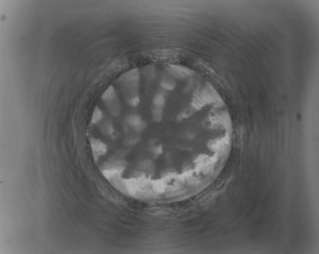 X0000081490913200702100026