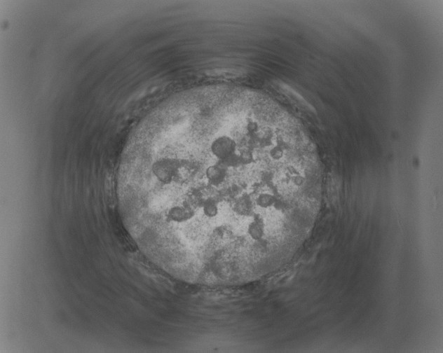 X0000081490917200702100026