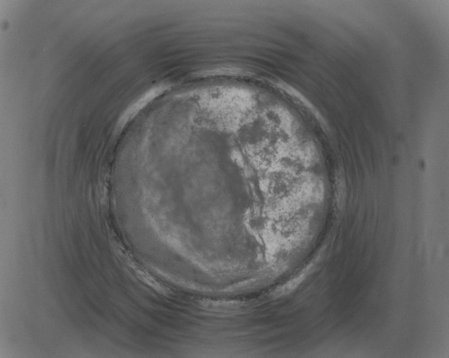 X0000081490921200702100026