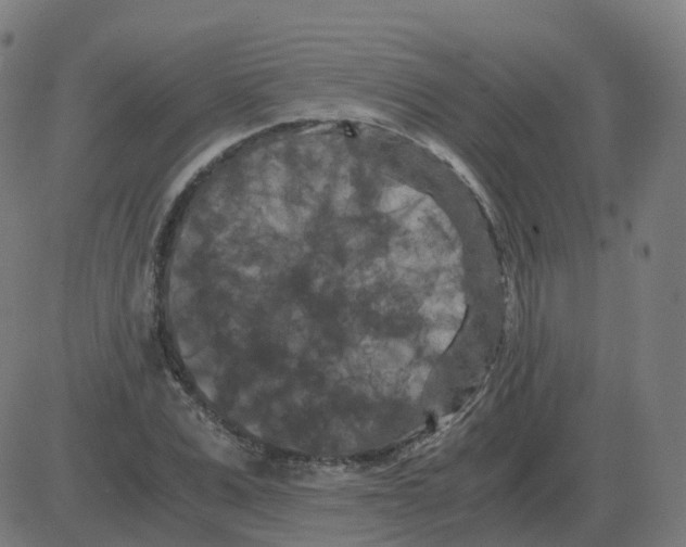 X0000081490975200702100026