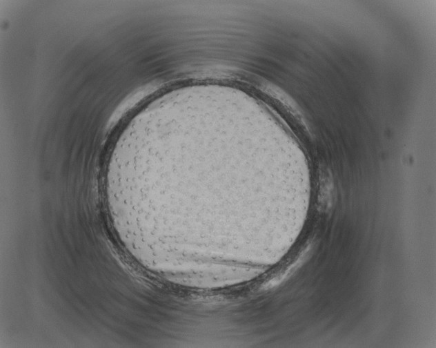 X0000081490978200702100026