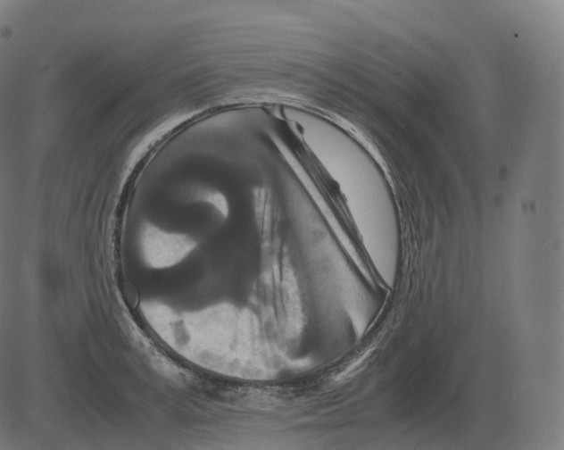 X0000081490995200702100025