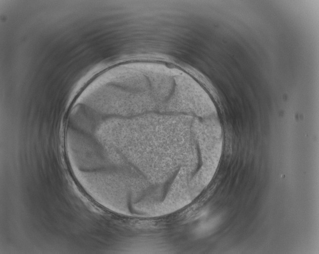 X0000081491006200702100025