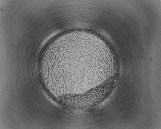 X0000081491018200702100025