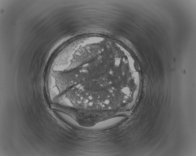 X0000081491024200702100025