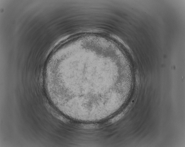 X0000081491025200702100025