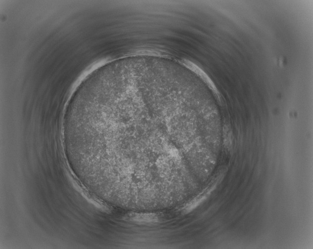 X0000081491043200702100025