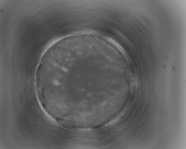 X0000081491055200702100025