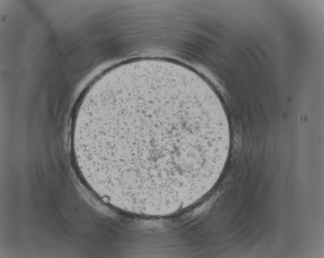 X0000081491126200702100023