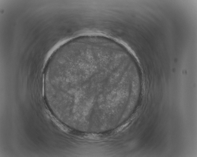 X0000081491175200702100022