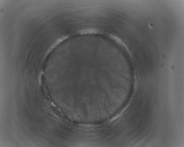 X0000081491217200702100022