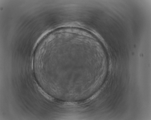 X0000081491224200702100022