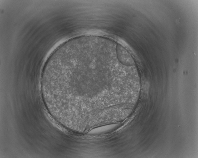 X0000081491232200702100022