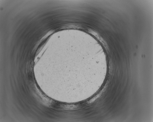 X0000081491233200702100022