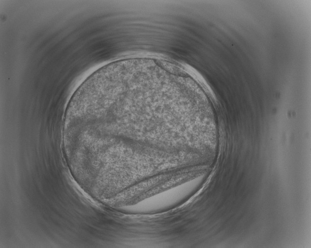 X0000081491244200702100022