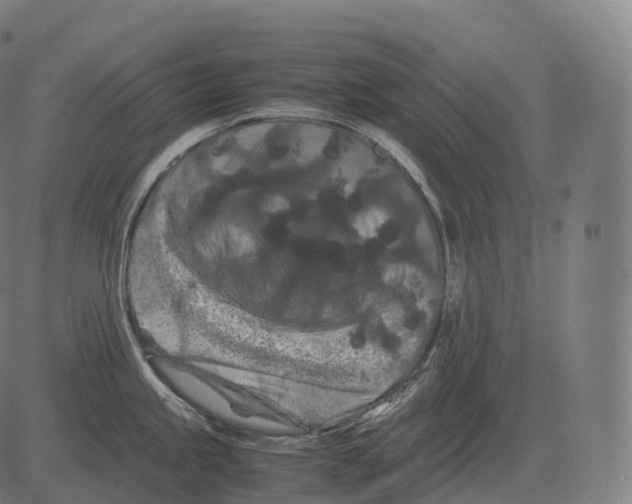 X0000081491245200702100022