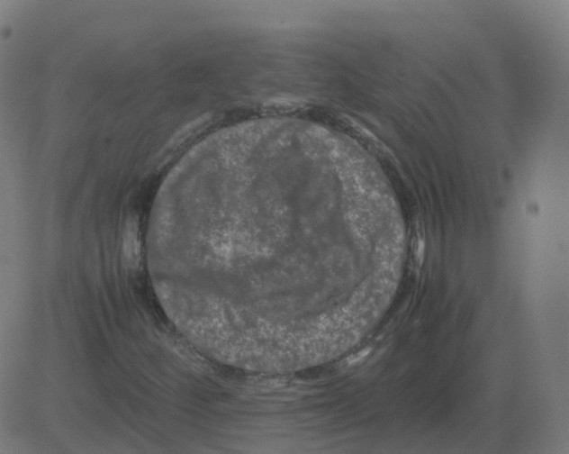 X0000081491252200702100021