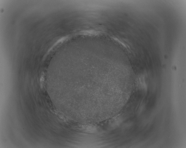 X0000081491254200702100021