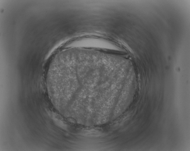 X0000081491256200702100021