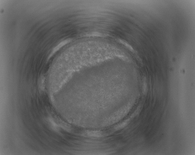 X0000081491258200702100021