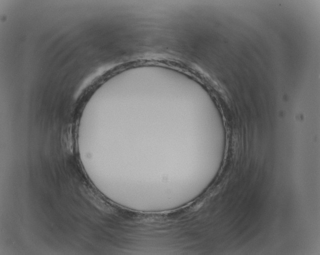 X0000081491262200702100021