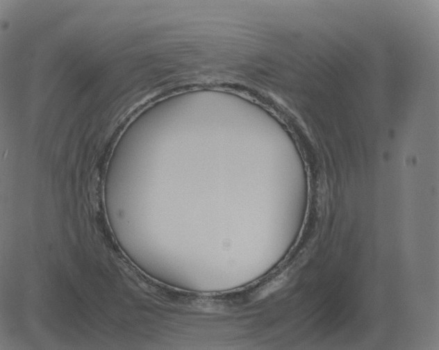 X0000081491265200702100021