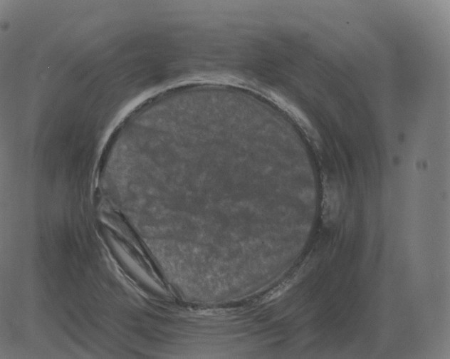 X0000081491272200702100021