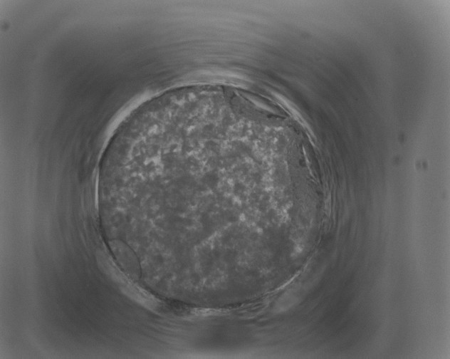 X0000081491275200702100021