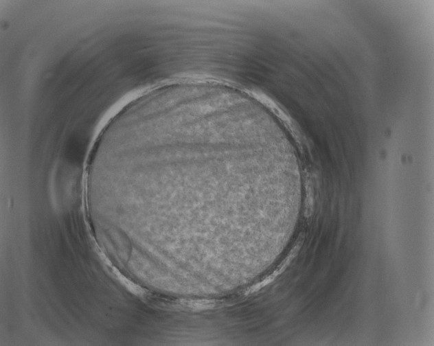 X0000081491286200702100021