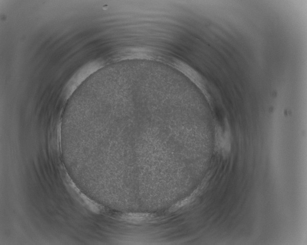 X0000081491290200702100021