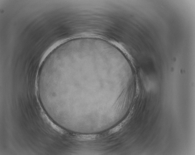 X0000081491294200702100021