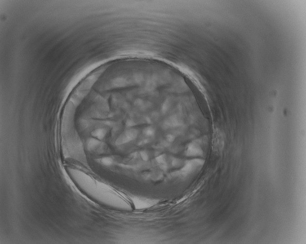 X0000081491295200702100020