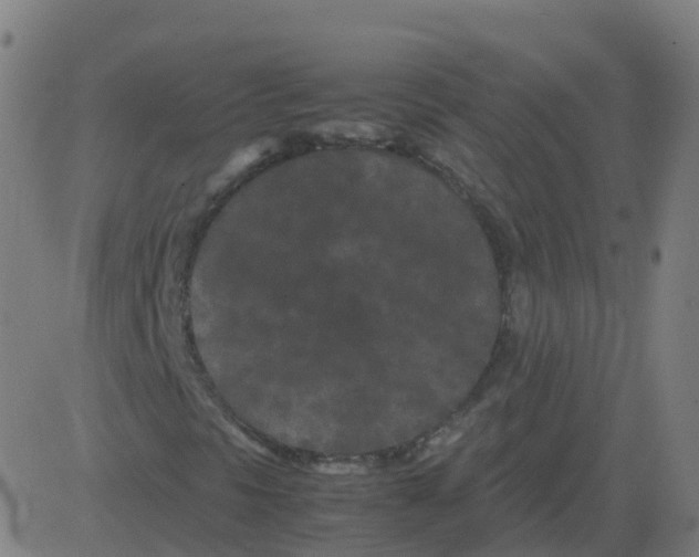 X0000081491297200702100020