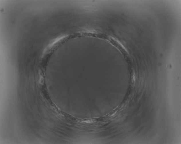 X0000081491303200702100020