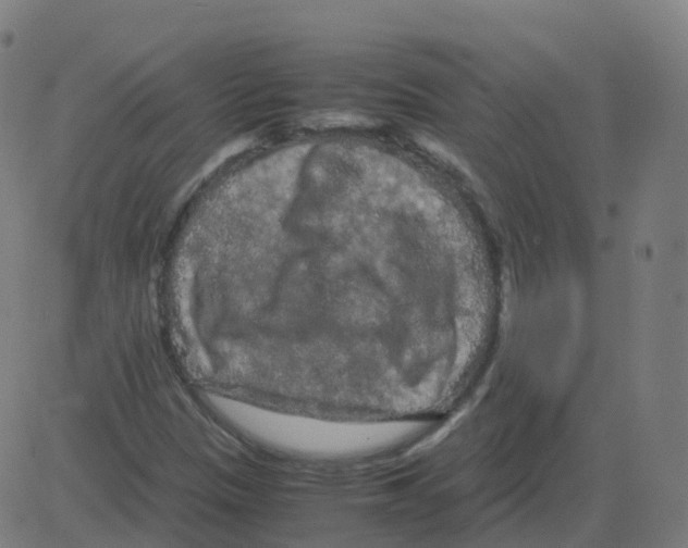 X0000081491305200702100020