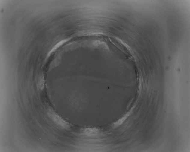 X0000081491306200702100020