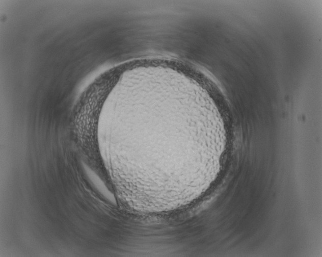 X0000081491310200702100020