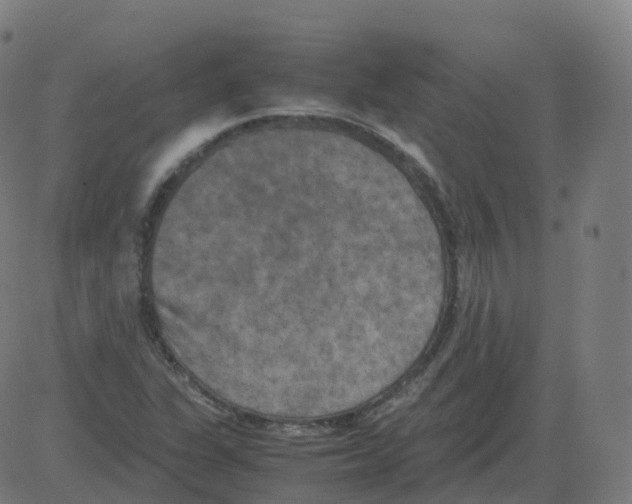 X0000081491311200702100020