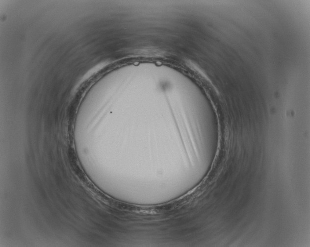 X0000081491315200702100020