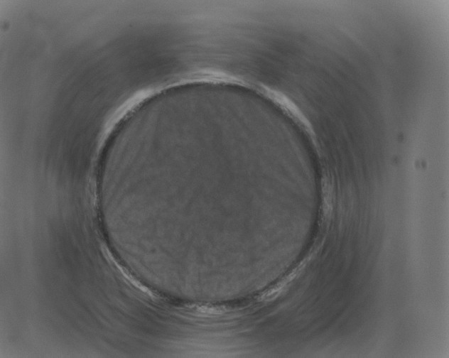 X0000081491318200702100020