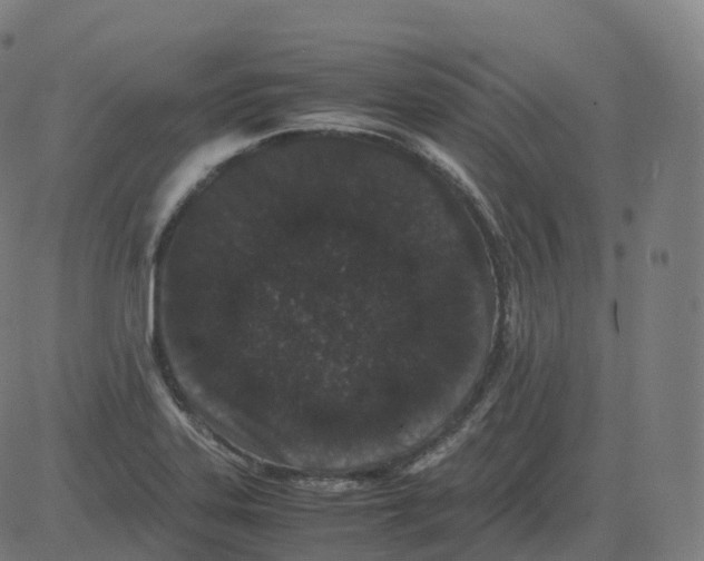 X0000081491323200702100020