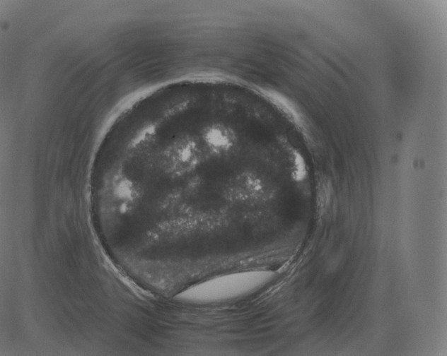 X0000081491327200702100020