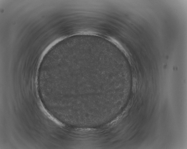 X0000081491331200702100020