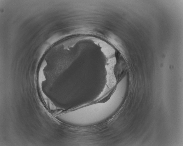 X0000081491334200702100020