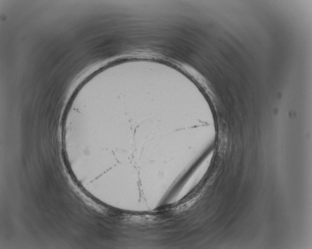 X0000081491335200702100020