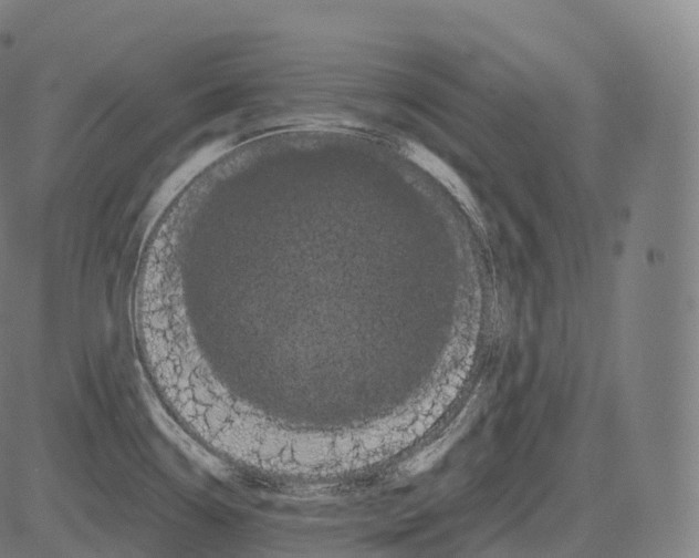 X0000081491338200702100020