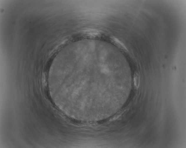 X0000081491347200702100020