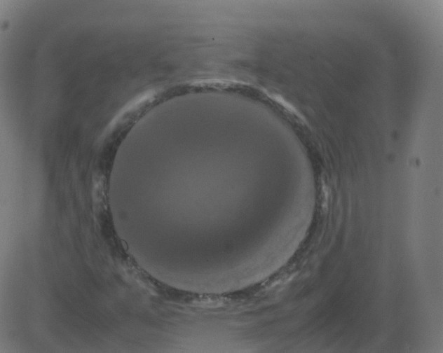 X0000081491351200702100020